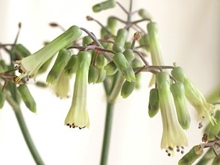 コダカラソウ(子宝草) ブリオフィルム カランコエ(撮影日：2026年3月12日)