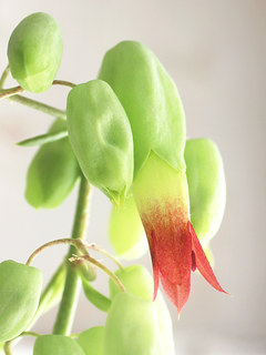 赤色のセイロンベンケイの花 (ブリオフィルム、カランコエ) (撮影日：2026年3月5日)