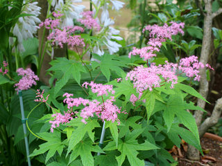 キョウガノコ(京鹿子) キョウカノコ(撮影日：2023年5月21日)