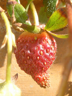 赤く熟した苺 (撮影日：2016年2月18日)