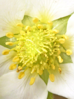 イチゴの雄しべと雌しべ (撮影日：2020年4月12日)