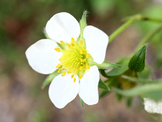 白色のイチゴの花 (撮影日：2022年4月20日)