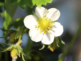 6枚の花弁を持つイチゴの花 (撮影日：2021年4月23日)