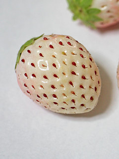 白い苺 (撮影日：2023年3月21日)