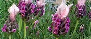 赤紫色のフレンチラベンダーの花