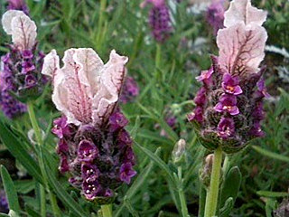 赤紫色のフレンチラベンダーの花の画像 (撮影日：2008年4月29日) 