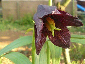 両性花の雄しべと雌しべの画像 (撮影日：2008年4月30日)