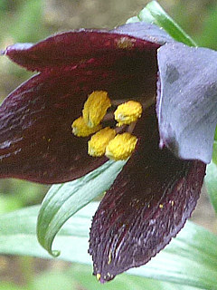 雄花の雄しべの葯の画像 (撮影日：2018年4月23日)
