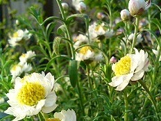 白色の花簪の花 (撮影日：2008年4月15日) 