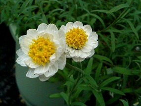 白色の花簪の花 (撮影日：2008年5月2日) 