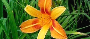 オレンジ色のヘメロカリスの花の画像