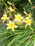 黄色の日光黄菅の花の画像