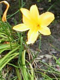 黄色の日光黄菅の花 (ゼンテイカ) (撮影日：2013年7月21日)