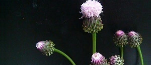 ピンク色のキツネアザミの花