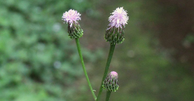 キツネアザミ (狐薊) - 【植物図鑑】 花の名前を調べる - hananani.com