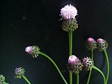 キツネアザミ (狐薊)