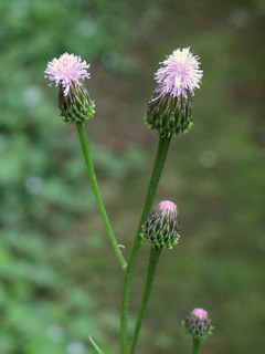 ピンク色のキツネアザミの花 (撮影日：2025年5月15日)