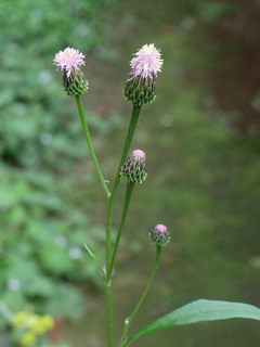 ピンク色のキツネアザミの花 (撮影日：2025年5月15日)
