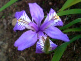 紫色のヒメシャガの花 (撮影日：2008年4月29日)