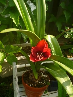アマリリス (撮影日：2013年9月14日)