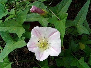 ヒルガオの仲間 (昼顔) (撮影日：2008年6月15日)