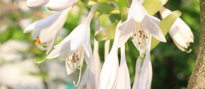 白色のオオバギボウシの花