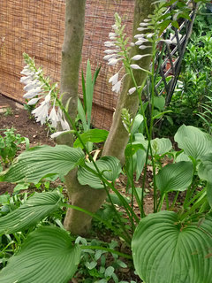 オオバギボウシ (大葉擬宝珠) (撮影日：2013年5月29日)