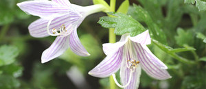 薄紫色のギボウシの花