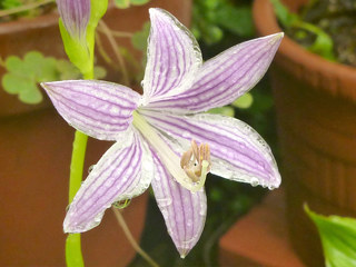 紫色の擬宝珠の花 (撮影日：2013年7月29日)