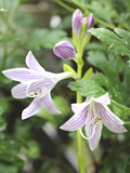 薄紫色の擬宝珠の花