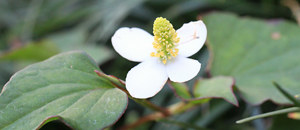 白色のドクダミの花
