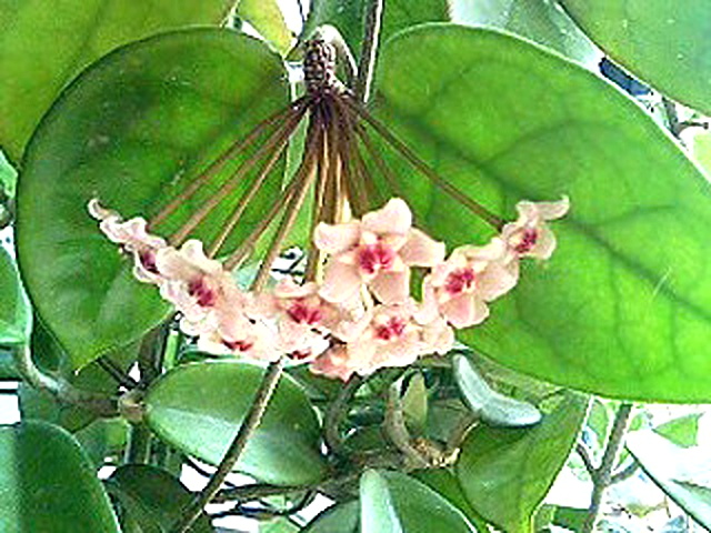 複数の花が吊り下る様子 (撮影日：2008年4月30日)