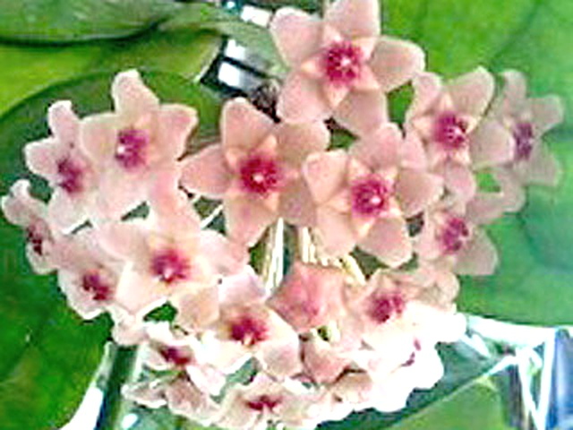 花序を下から見た様子 (撮影日：2008年4月30日)