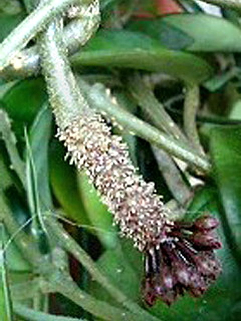 花のつぼみ (撮影日：2008年4月6日)