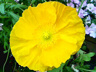 アイスランドポピー (撮影日：2008年4月29日)