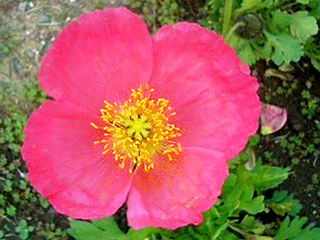 アイスランドポピー (ポピー)