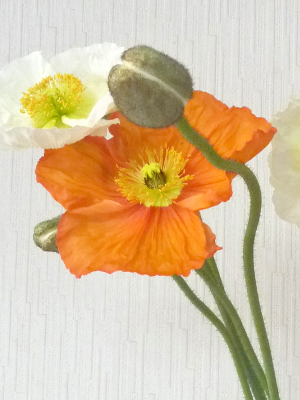 アイスランドポピー (撮影日：2015年3月6日)