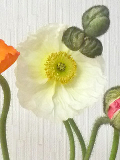 アイスランドポピー (撮影日：2015年3月6日)