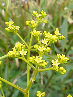 オミナエシの花序 (撮影日：2013年7月21日)