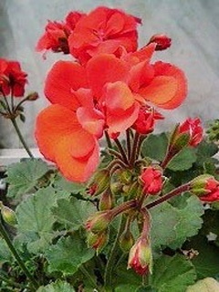 ゼラニウム (ゼラニューム) (撮影日：2008年5月2日)