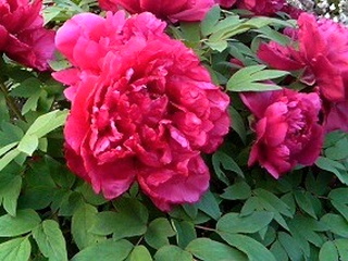 ボタン (牡丹) (撮影日：2008年4月29日)