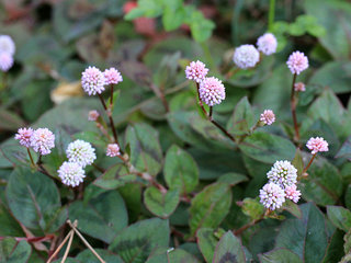 ヒメツルソバ(姫蔓蕎麦) (撮影日：2023年11月3日)