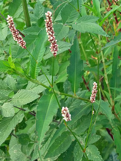 オオイヌタデ (大犬蓼) (撮影日：2022年9月5日)