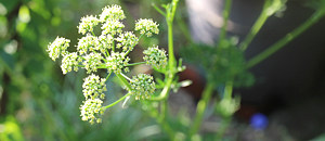 黄緑色のパセリの花
