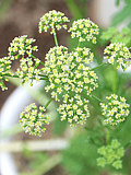 白色のパセリの花 (撮影日：2025年6月26日)
