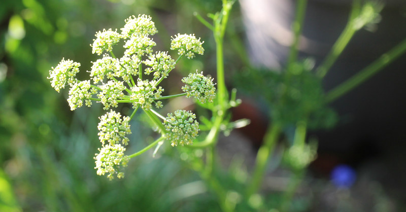 パセリ - 花の名前を調べる