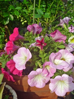 ペチュニア (撮影日：2014年5月6日)