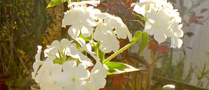 白色のフロックスの花
