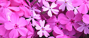 ピンク色のシバザクラの花