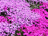 シバザクラ (芝桜) (撮影日：2022年4月17日) 